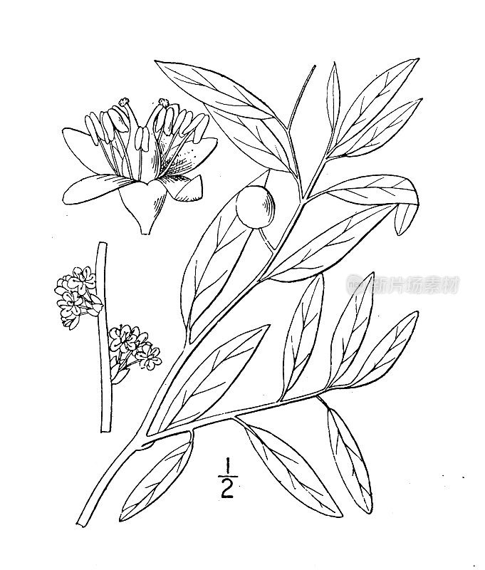 古植物学植物插图:Malapoenna geniculata, Pond spice